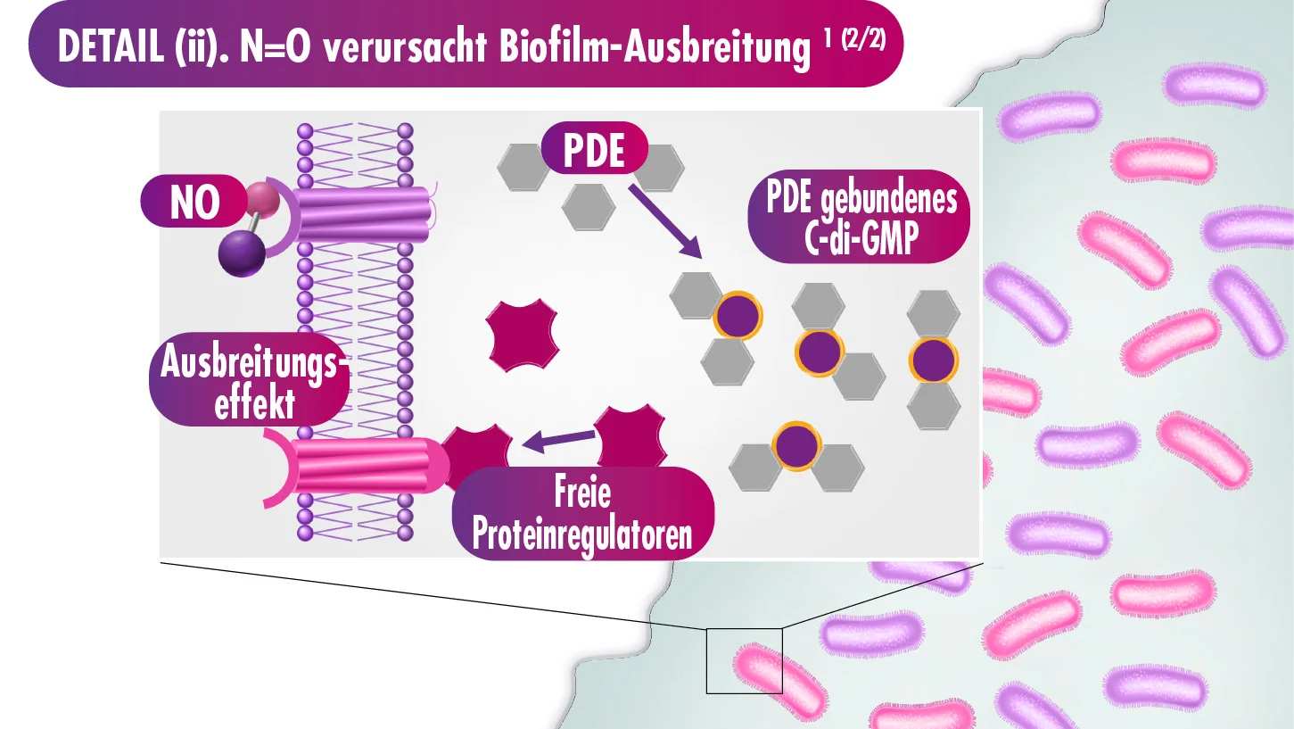 Grafik die Ausbreitung von Biofilm veranschaulicht